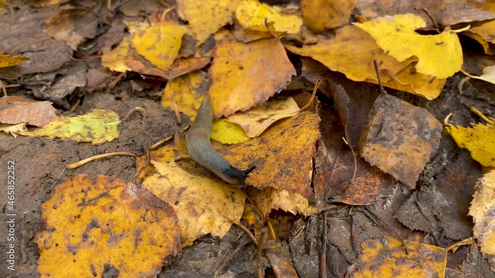 slippery gray snail without shell crawling on wet ground with yellow muddy leaves in autumn forest slippery gray snail without shell crawling on wet ground with yellow muddy leaves in autumn forest
