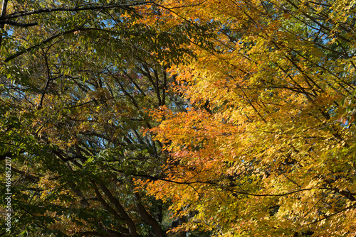 maple tree, autumn