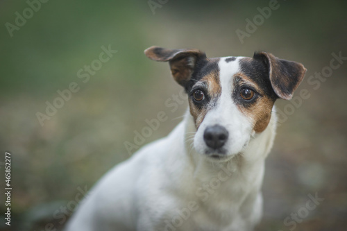 jack russell terrier portrait - detail of head