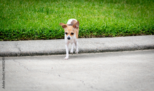 Chihuahua crossing the street