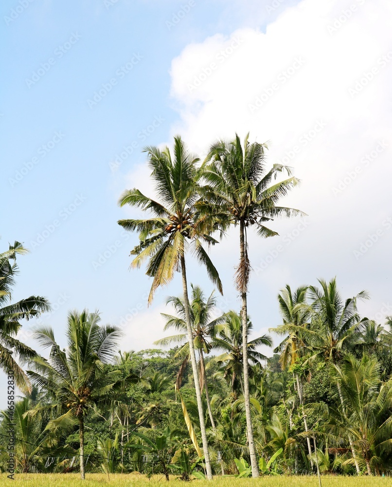 palm trees palm trees