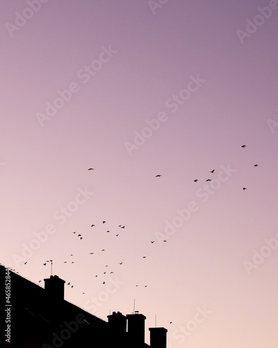 birds flying over the city © kisakal