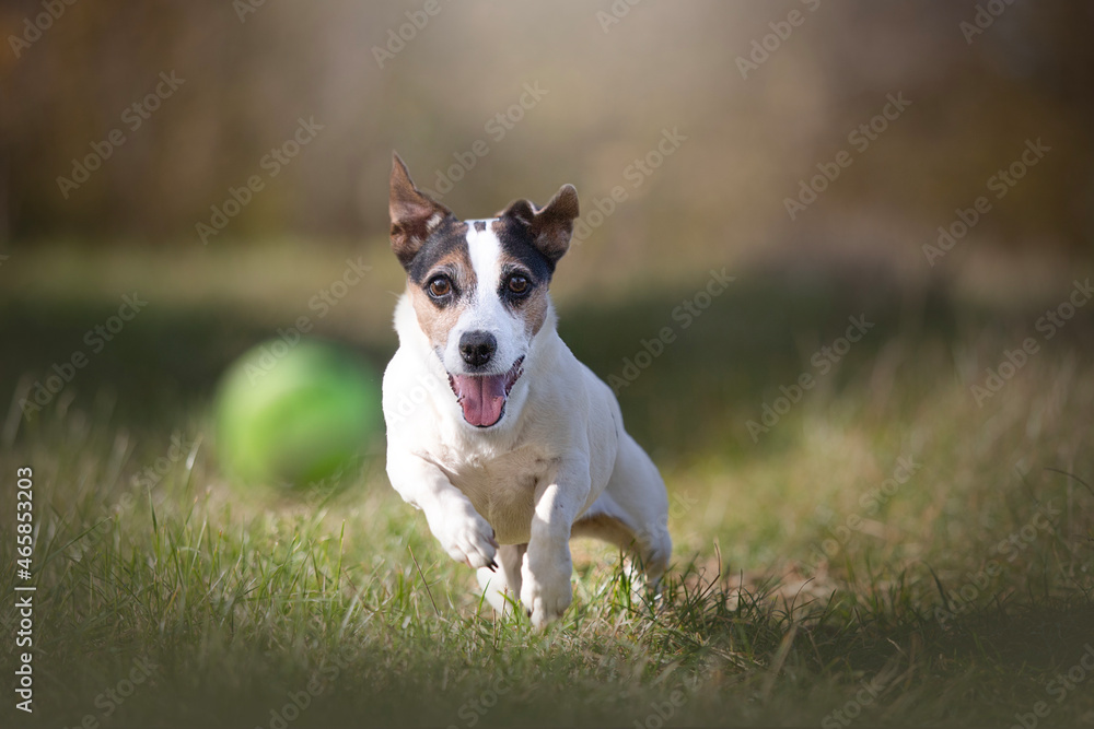 jack russell terrier running