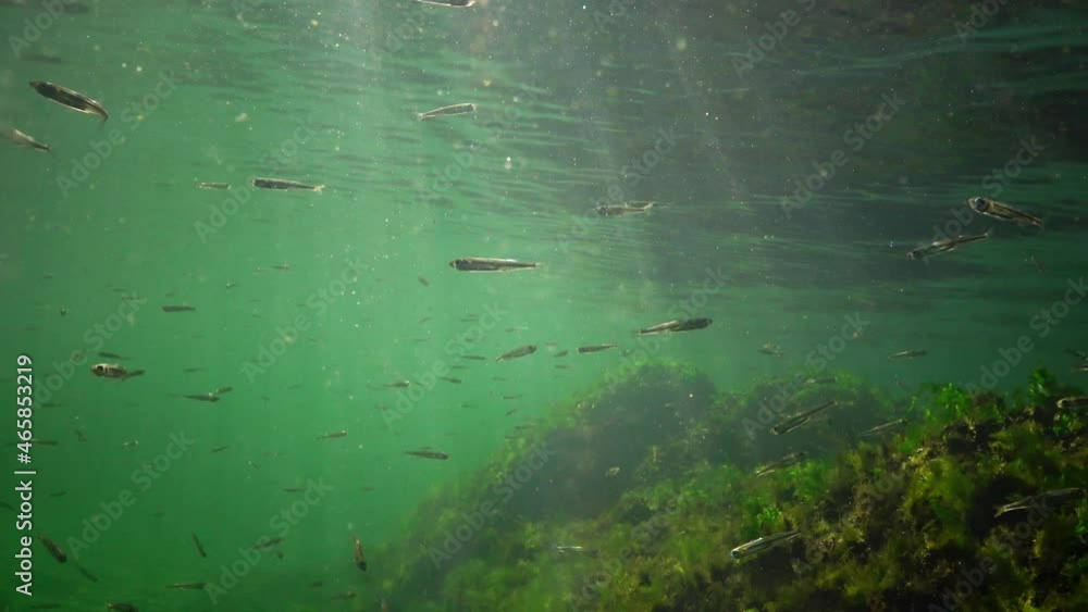A small fish Atherina pontica swims in the water column, the rays of the sun pass through blue water, the Black Sea A small fish Atherina pontica swims in the water column, the rays of the sun pass through blue water, the Black Sea