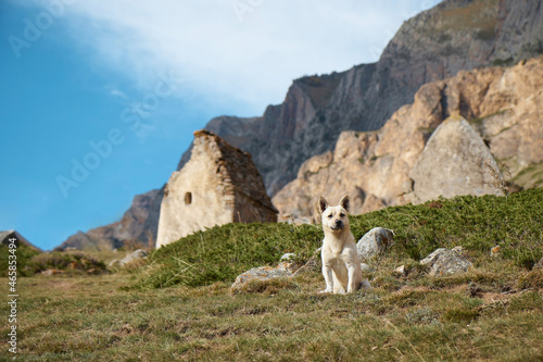 mountain landscape, dog sitting on the grass on the mountainside, stone rocks on the background