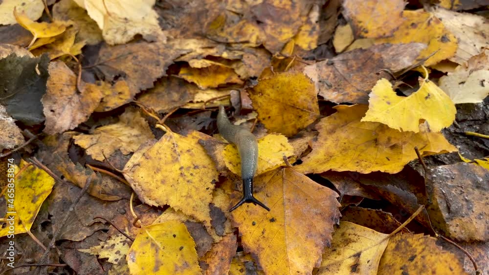 slippery gray snail without shell crawling on wet ground with yellow muddy leaves in autumn forest slippery gray snail without shell crawling on wet ground with yellow muddy leaves in autumn forest