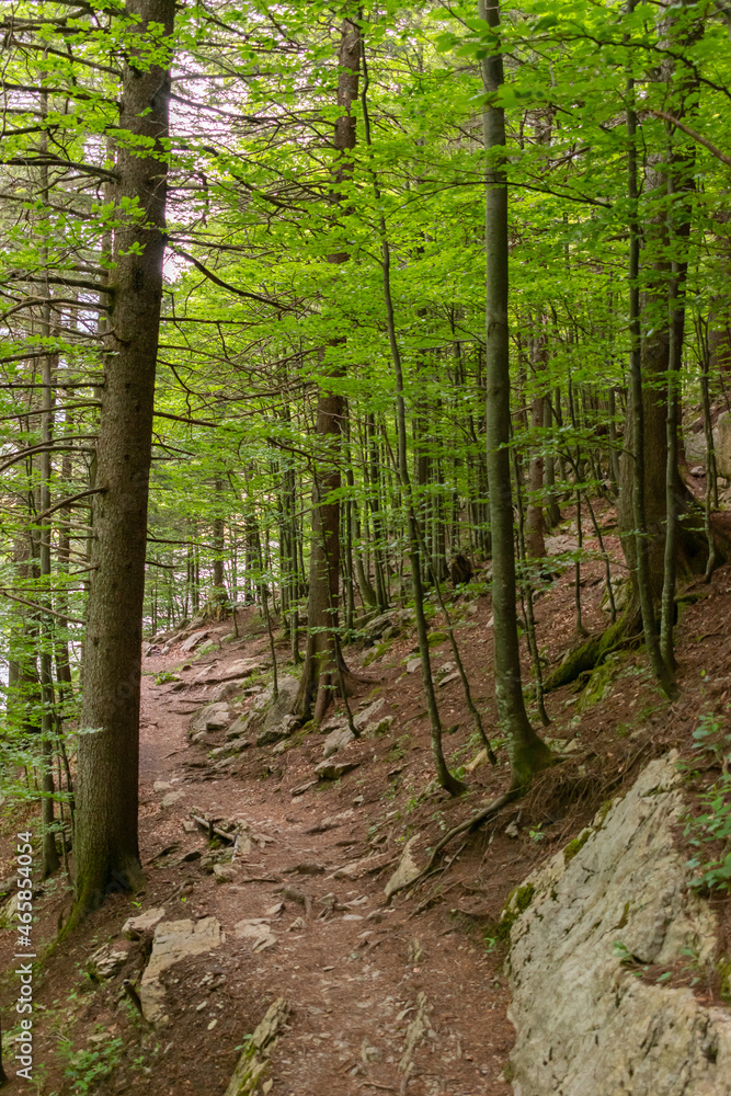 Appenzell, Switzerland, June 13, 2021 Walking in a forest in the alps Appenzell, Switzerland, June 13, 2021 Walking in a forest in the alps