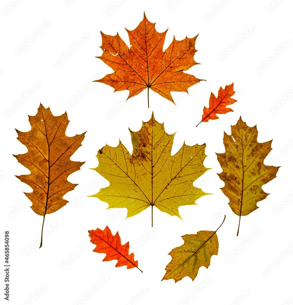 Obraz premium Mix of color autumn leaf on white background