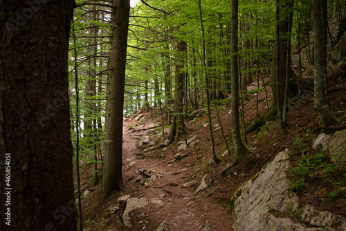 Appenzell  Switzerland  June 13  2021 Walking in a forest in the alps