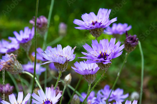Blue and lilac flowers of Catananche (Cupid's dart).