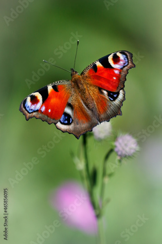 Peacock butterfly on pink flowers with green blurred bokeh background, Aglais io (Inachis io), Nymphalidae family