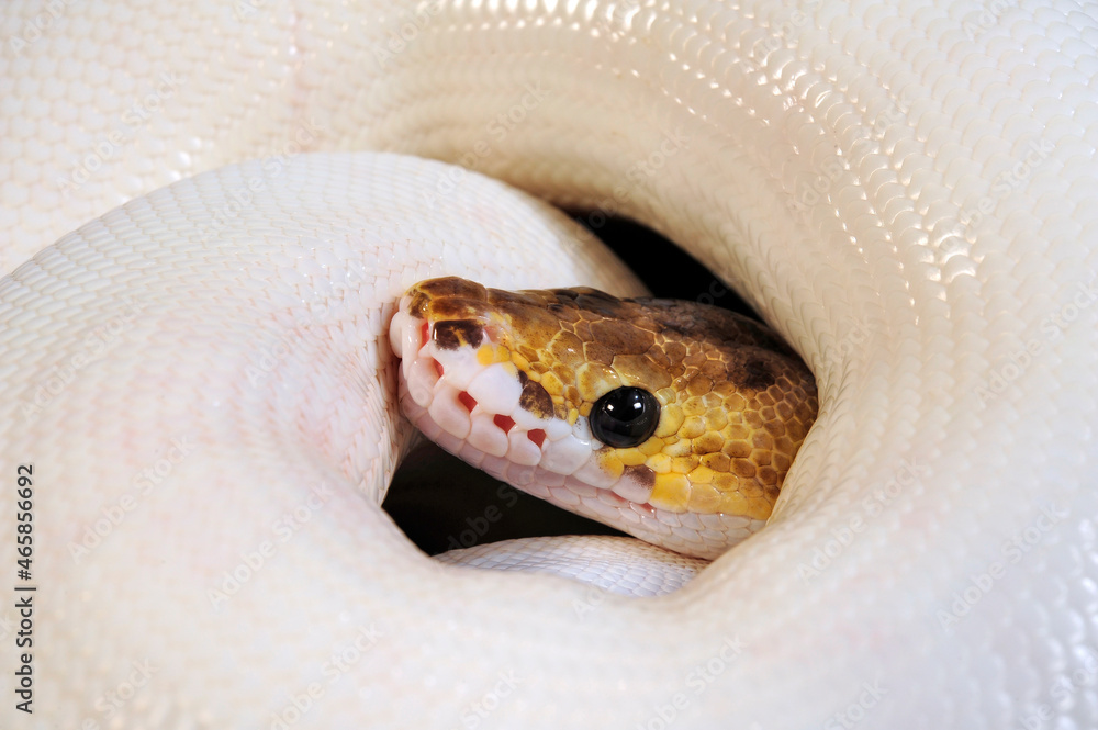 Leucistic Ball Python