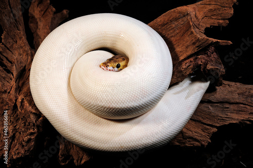 leucistic Ball python // leuzistischer Königspython (Python regius) photo