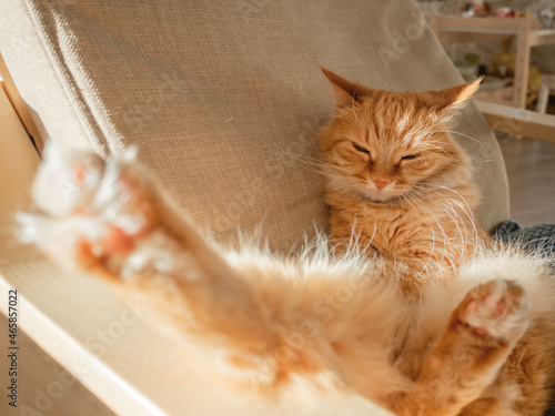 Sleepy ginger cat is sitting on pillow. Fluffy pet is sleeping on armchair. Cozy home lit with sun. © Konstantin Aksenov