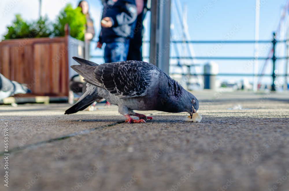 Obraz premium Pigeon eating bread on a sidewalk path. Unrecognisable people in background with bright blue sky.