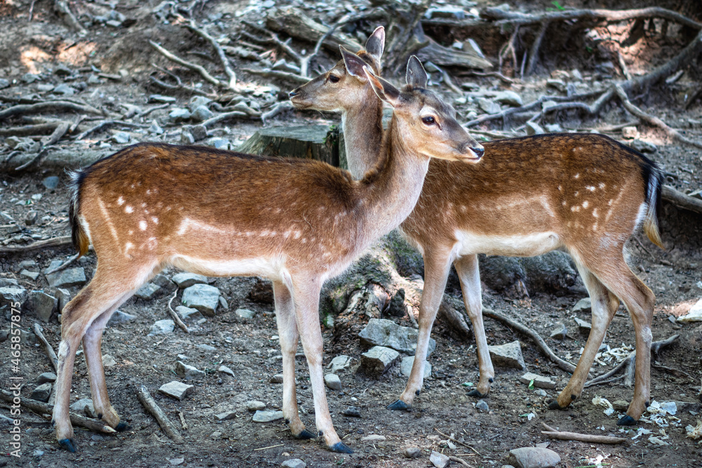 Close up of two roe dear in forest park. Close up of two roe dear in forest park.