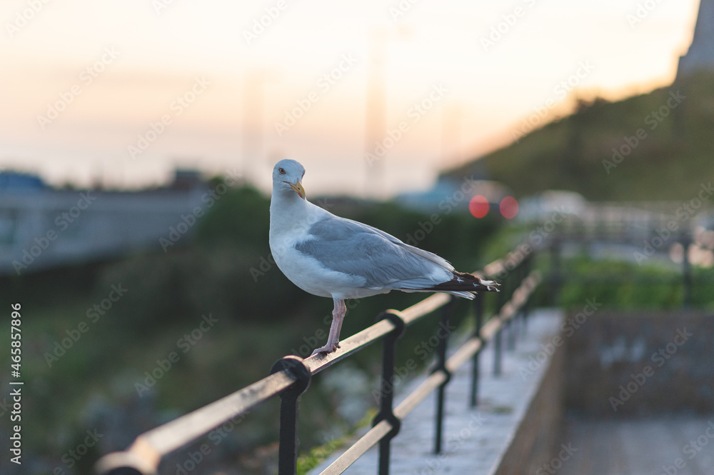 Wild Seagull bird on a rail overlooking breakwater, sea, ocean. Plymouth, Devon, UK - summer, evening time. Wild Seagull bird on a rail overlooking breakwater, sea, ocean. Plymouth, Devon, UK - summer, evening time.