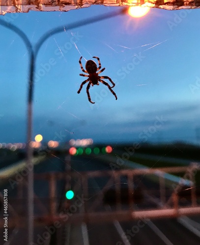 spider on a web on the background of a lantern at night over the road
