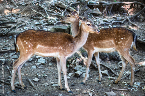 Close up of two roe dear in forest park.