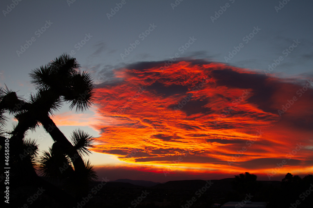 desert sunset with yucca
