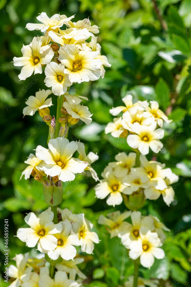 Satin flowers (sisyrinchium striatum) in bloom Satin flowers (sisyrinchium striatum) in bloom