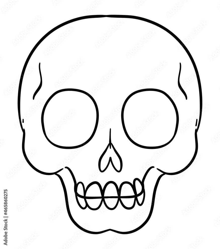 Common skull in frontal view and outlines, Vector illustration Common skull in frontal view and outlines, Vector illustration