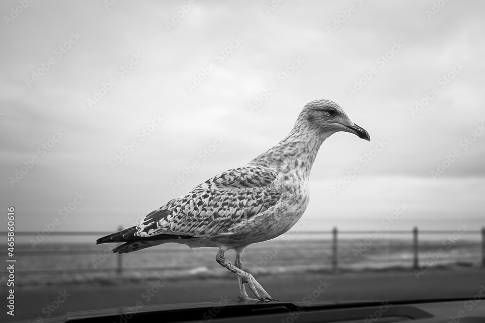 Obraz premium seagull on the pier