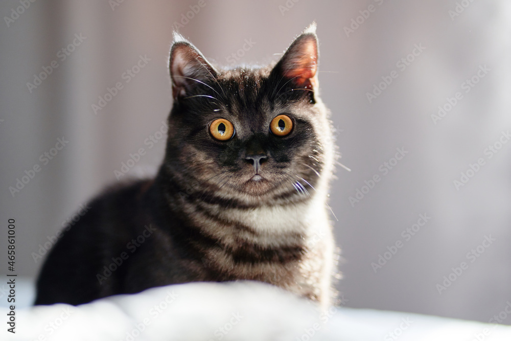 Adorable little scottish black tabby cat. Adorable little scottish black tabby cat.