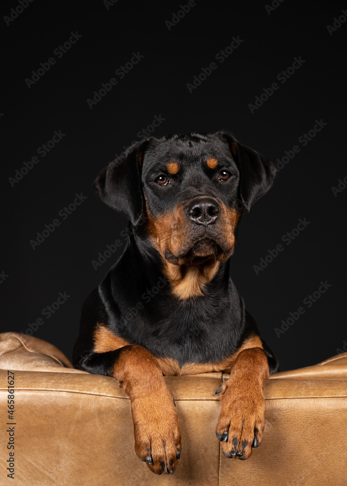 Fototapeta premium portrait of a dog