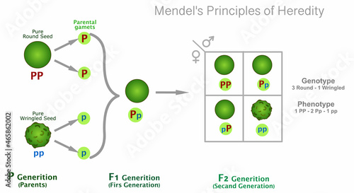 Mendelian genetics, heredity. Peas experiment. Genotype, phenotype rates. Generation Inheritance. dominant, recessive seeds. round, wrinkled. Mendel principles, Segregation genes. Illustration vector