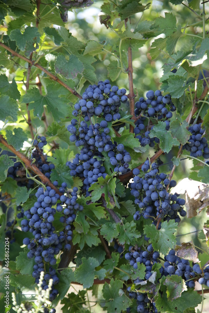 Ripe bunches of black grapes on vine. Autumn grapes harvest in vineyard for wine making.
