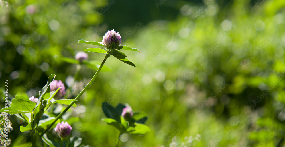 Wild meadow flowers - red clover. Wild meadow flowers - red clover.