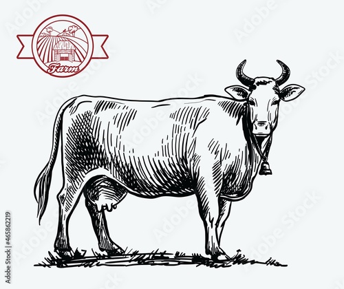 breeding cow. animal husbandry. livestock illustration on a white