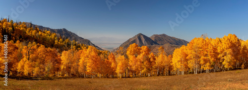 Bild auf Leinwand Panoramic view of bright yellow aspen trees in front of Bald mountain peak at Mt Nebo wilderness area in Utah