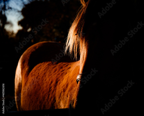 Chevaux sauvages Henson en Baie de Somme