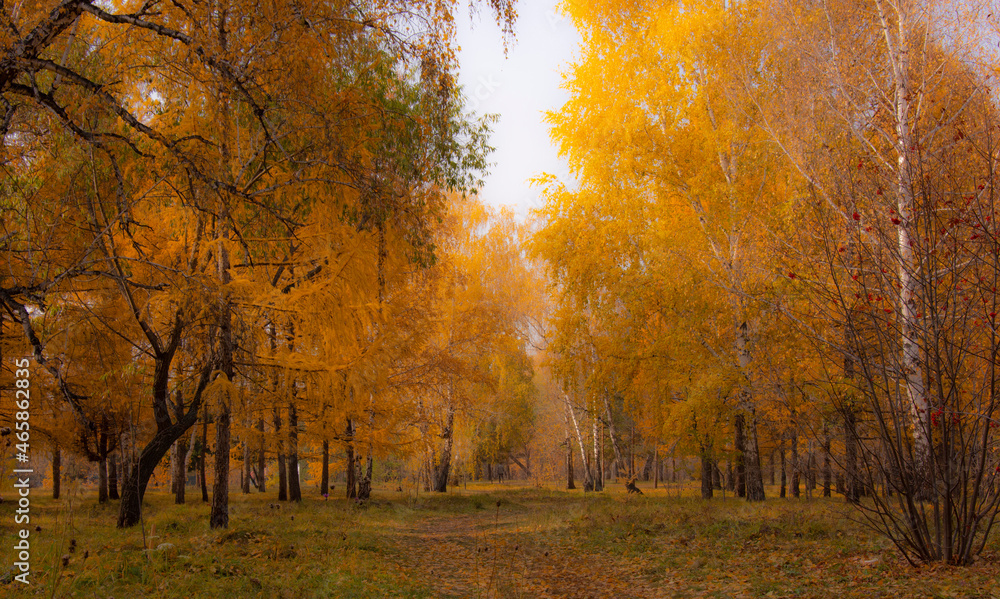 autumn in the park autumn in the park