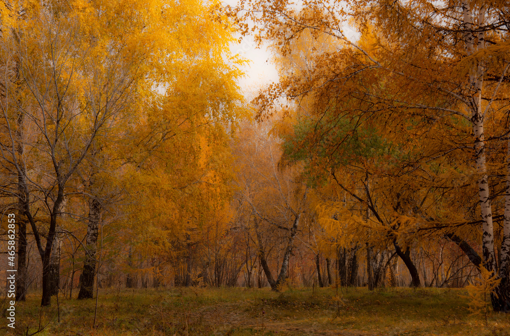 autumn forest in the morning autumn forest in the morning