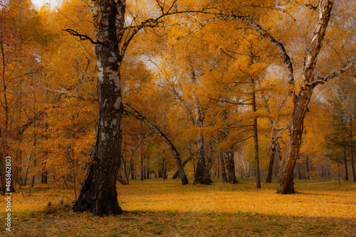 autumn trees in the park