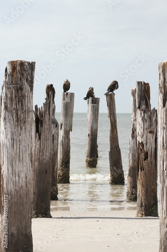 Gulf birds perched on old posts in the ocean