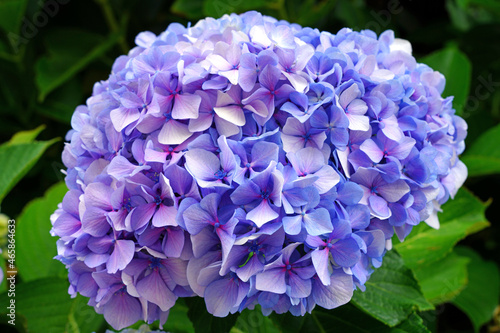 View of giant pink and blue heads of hydrangea flowers