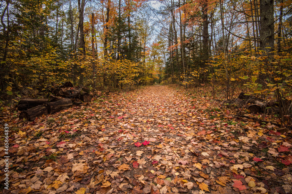 fallen autumn leaves on the forest ground. Minnesota USA