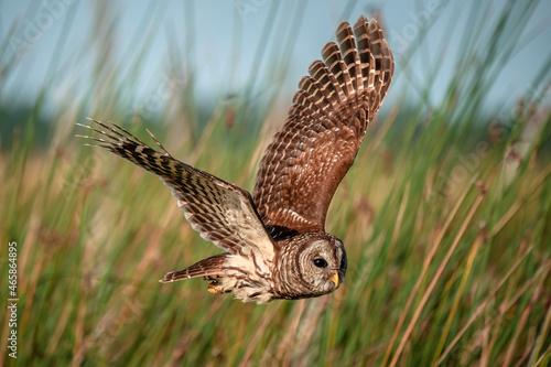 Beautiful shot of a spotted owl flying over a field