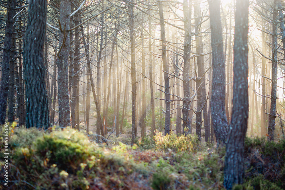 Pine Forest with sun light entering Pine Forest with sun light entering