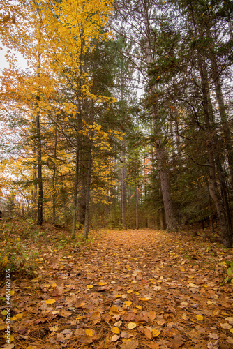 path in autumn forest, vertical photo