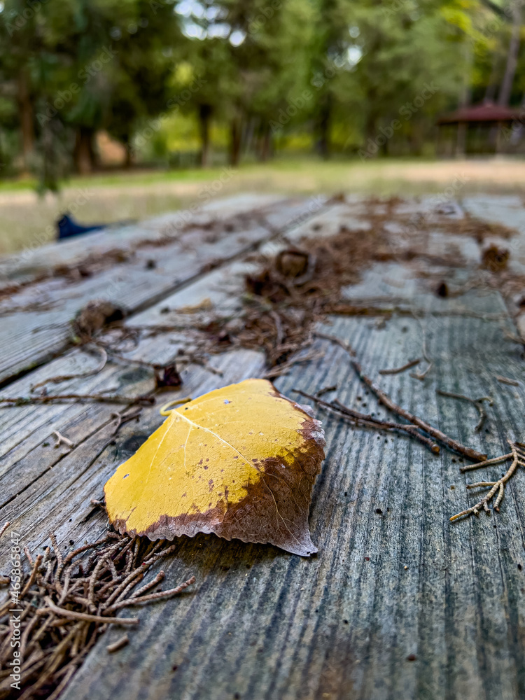 Single Fallen Golden Leaf on Wooden Table in Forest, Autumn Scene. Single Fallen Golden Leaf on Wooden Table in Forest, Autumn Scene.