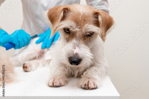 Grooming procedure in a veterinary clinic. A girl in a white coat and blue gloves removes and trims the old coat of an overgrown Jack Russell Terrier puppy on a white table