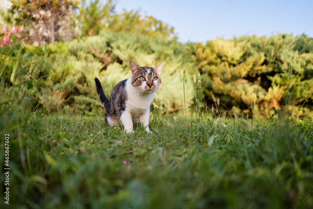 Fototapeta premium Kitty cat in city park.
