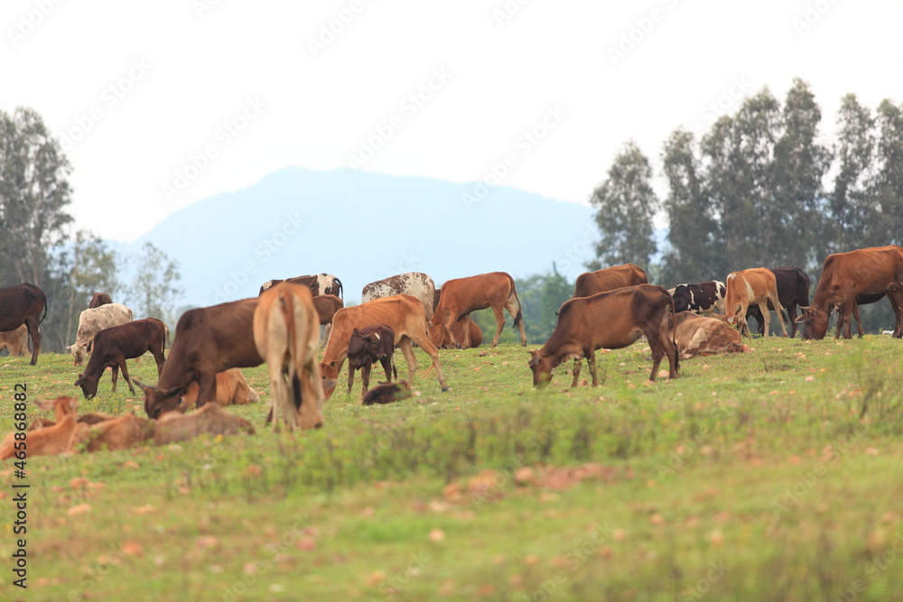 cows are grazing on a cold autumn morning on a meadow , walking away, mountain background