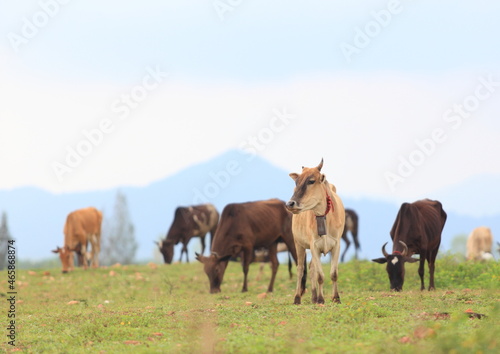 cows are grazing on a cold autumn morning on a meadow   walking away  mountain background