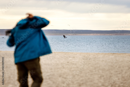 Tourist watches southern right whales at El Doradillo beach, near Puerto Madryn, Argentina photo